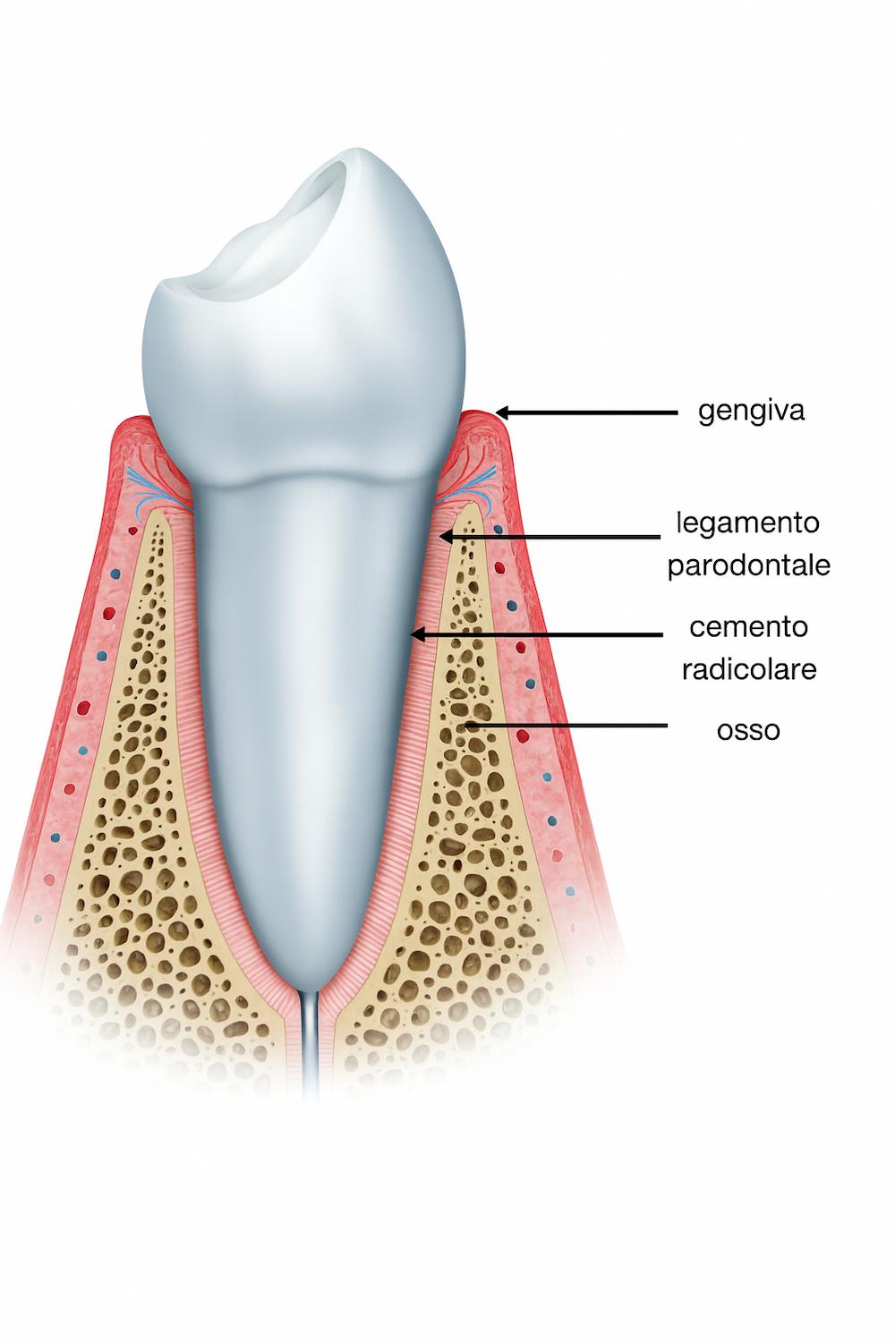 Illustrazione del parodonto: gengiva, legamento parodontale, cemento radicolare e osso